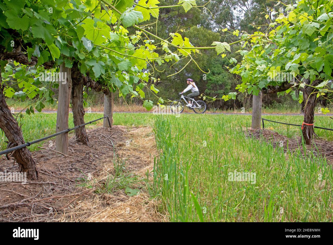 Pedalando accanto a un vigneto della McLaren vale Foto Stock