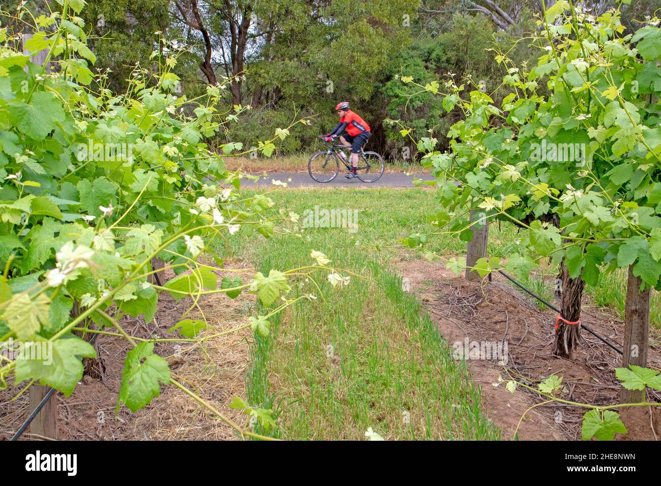 Pedalando accanto a un vigneto della McLaren vale Foto Stock