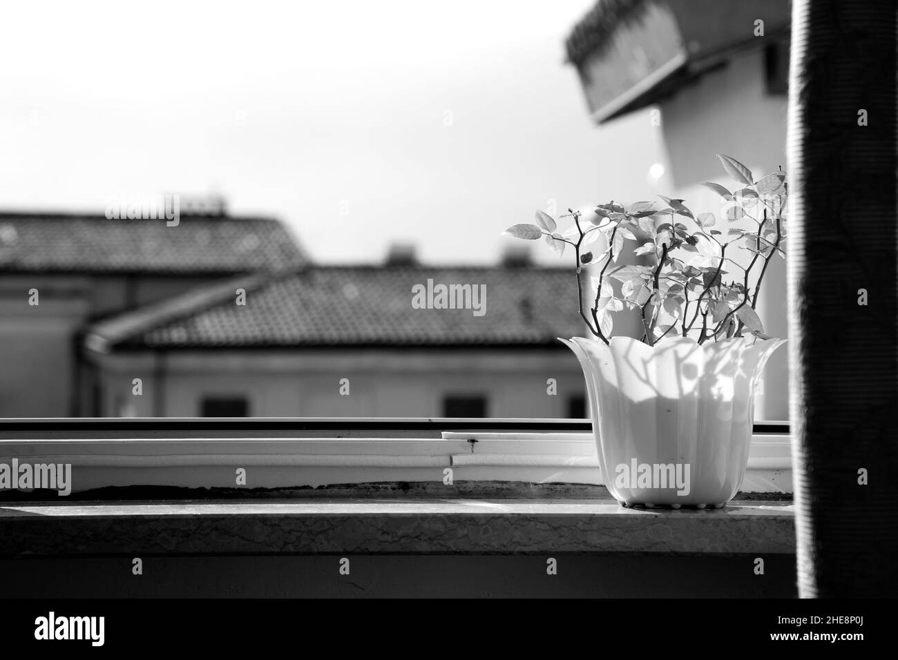 Immagine orizzontale in bianco e nero. Vaso di fiori bianchi con rosa piccola. Fiori in crescita. Primavera e crescita. Finestra aperta, case gialle sullo sfondo Foto Stock