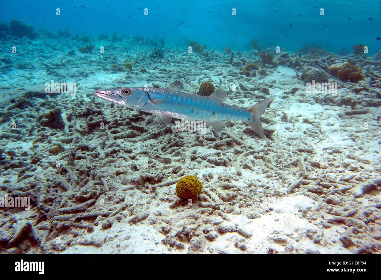 Grande Barracuda che nuota su una barriera corallina Foto Stock