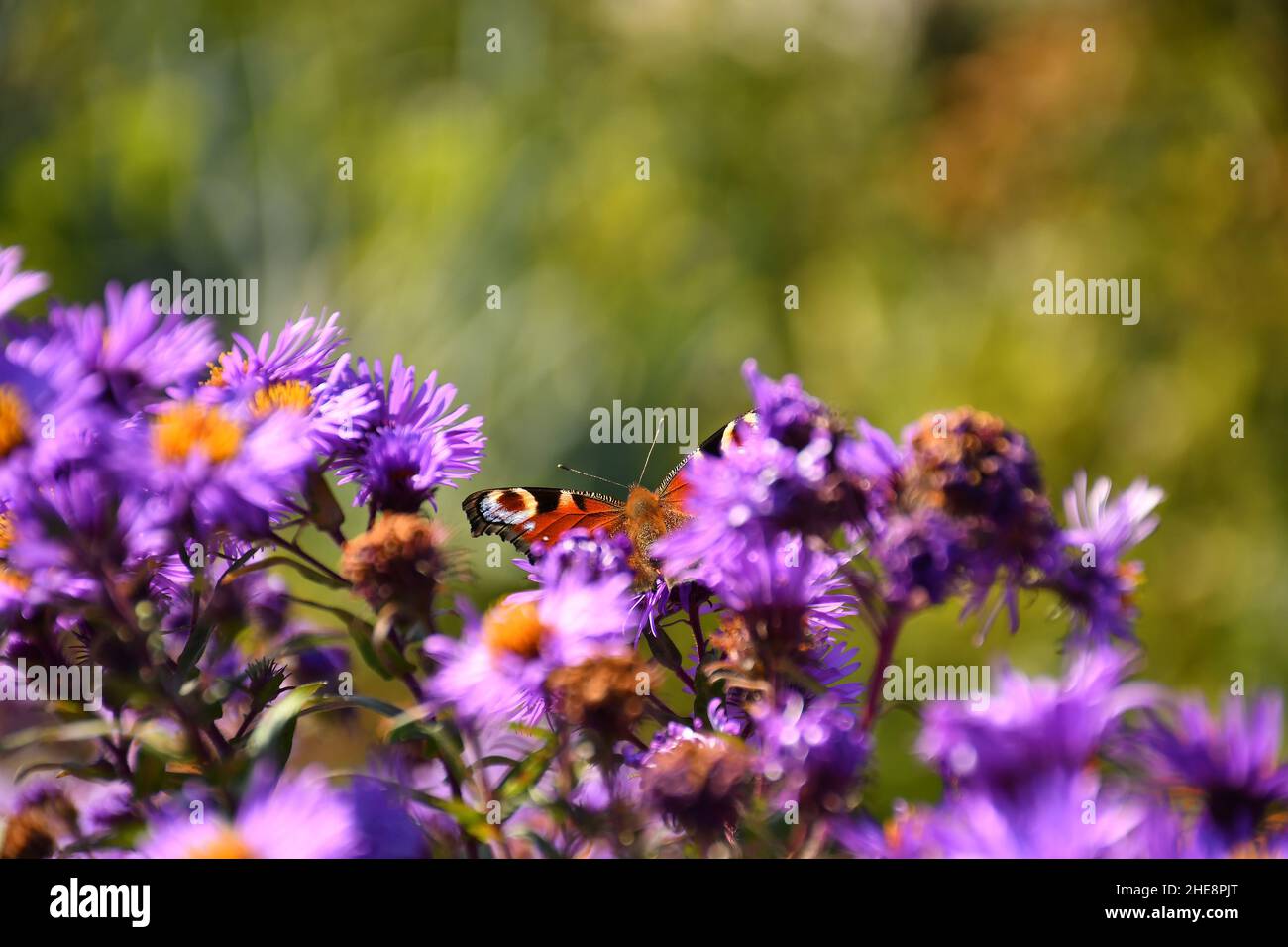 Ammiraglio rosso, farfalla su Fiore di Astro Foto Stock