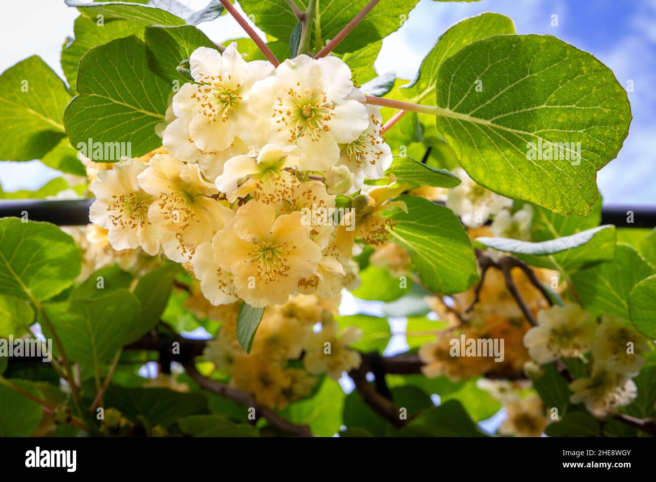 La primavera porta le vigne di kiwi in fiore su un frutteto nell'Isola del Nord, Nuova Zelanda Foto Stock