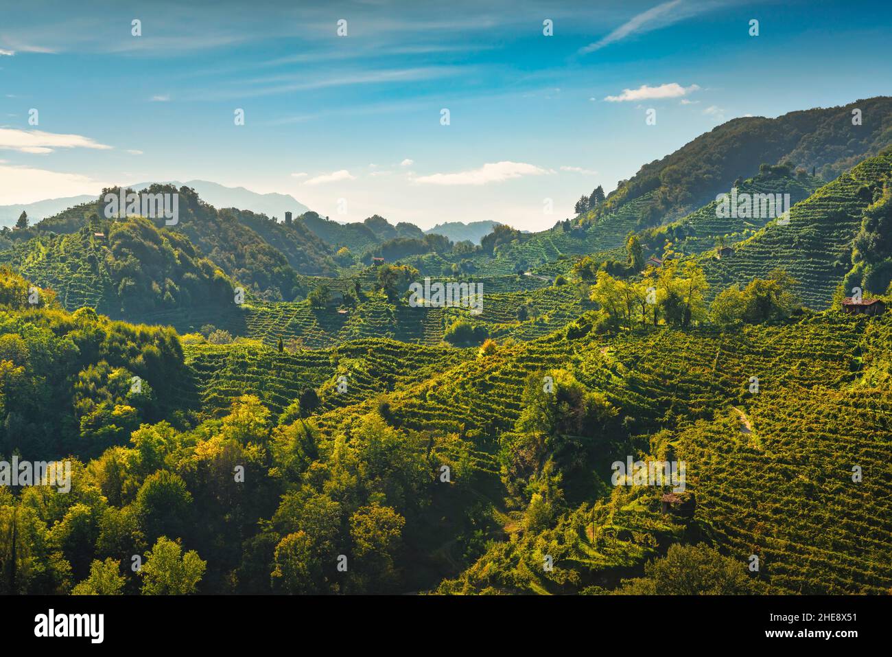 Prosecco Hills Hogback, paesaggio selvaggio con ripidi vigneti. Sito patrimonio dell'umanità dell'UNESCO. Farra di Soligo. Regione Veneto, Italia, Europa. Foto Stock