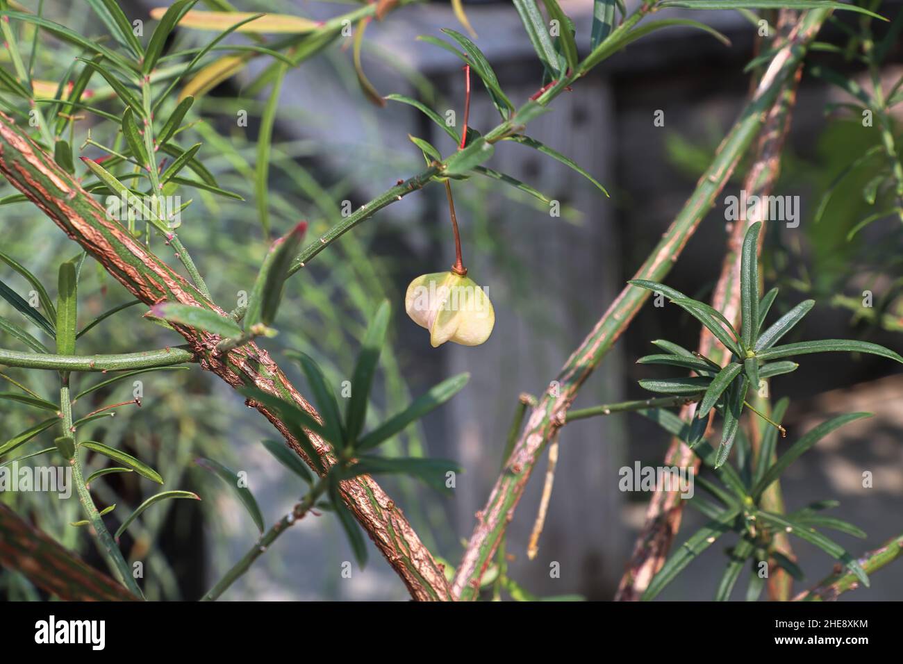 Piccole capsule di seme su un Bush Burning Foto Stock