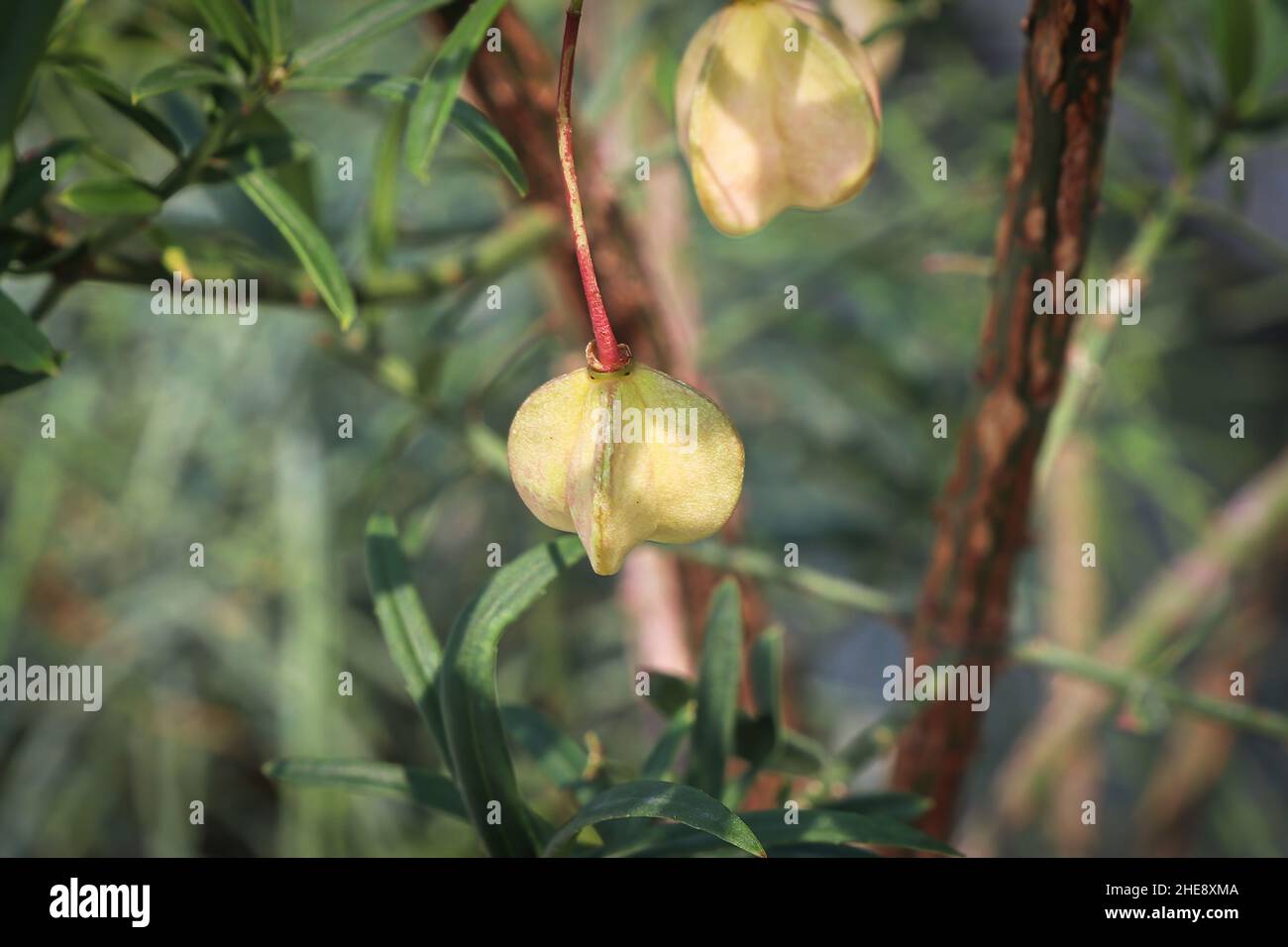 Piccole capsule di seme su un Bush Burning Foto Stock
