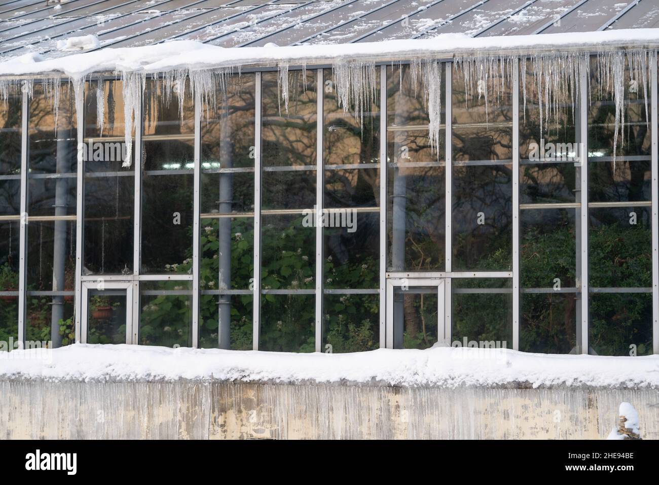 Piante verdi dietro la parete di vetro di vecchia serra o di orangeria in giardino botanico d'inverno. Inverno Foto Stock