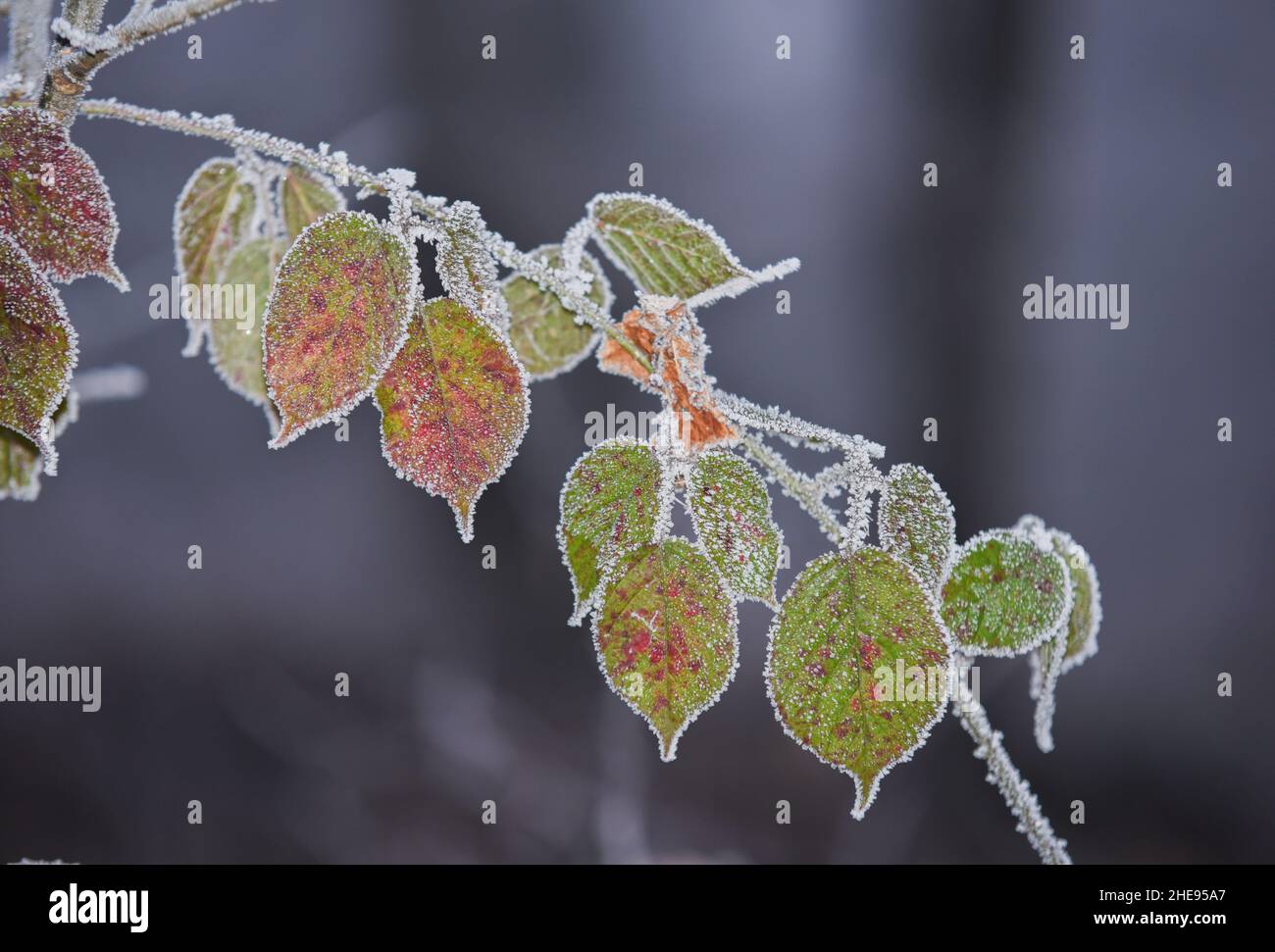 Macroscopio di gelate foglie fredde ghiacciate in inverno Foto Stock
