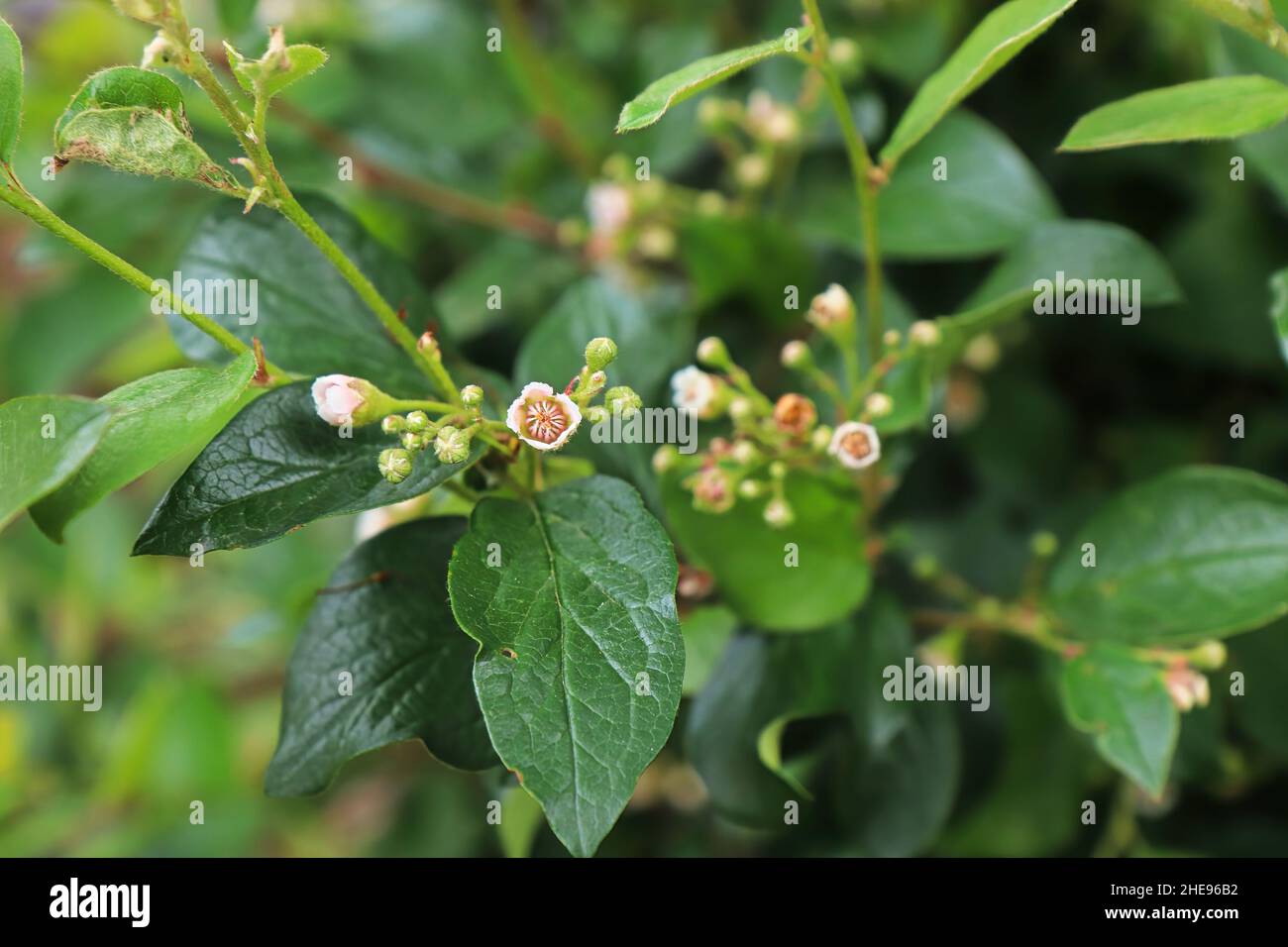 Primo piano di delicati fiori rosa e bianchi su un cotoneaster Foto Stock