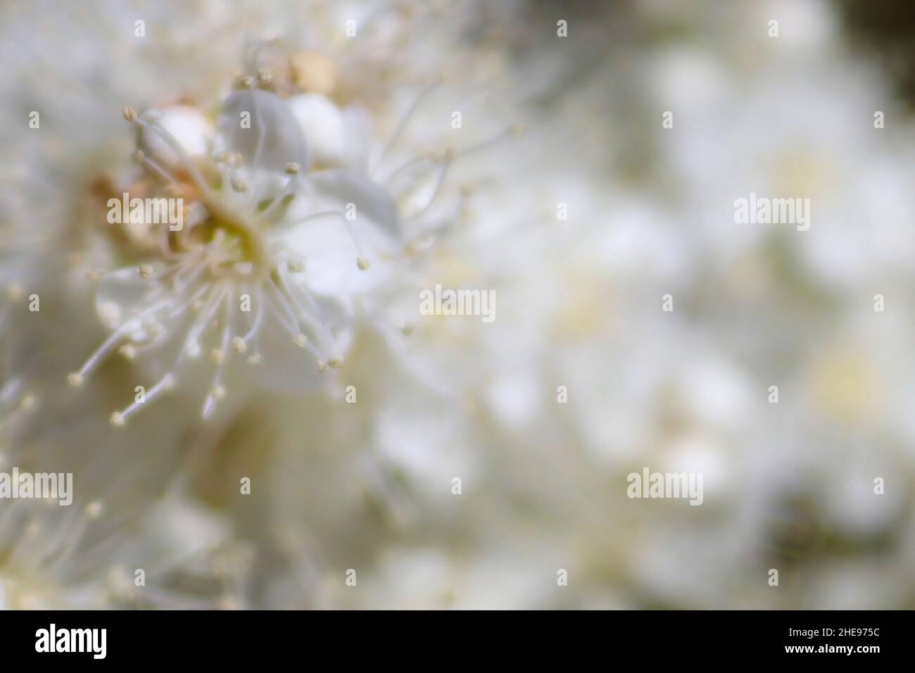 Sfondo astratto di Falso Spirea Fiori bianchi Foto Stock