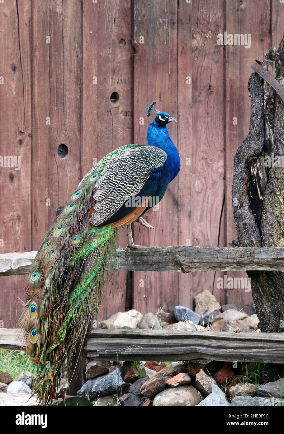 Un pavone con una testa blu brillante e splendide piume di coda arroccate su una recinzione da un vecchio fienile nella contea rurale di sonora. Avvistamento casuale di questo mag Foto Stock