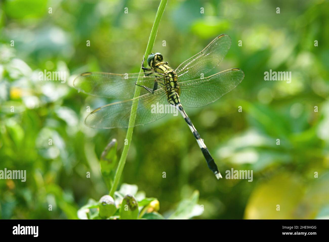 Dragonfly in primo piano nella natura Foto Stock