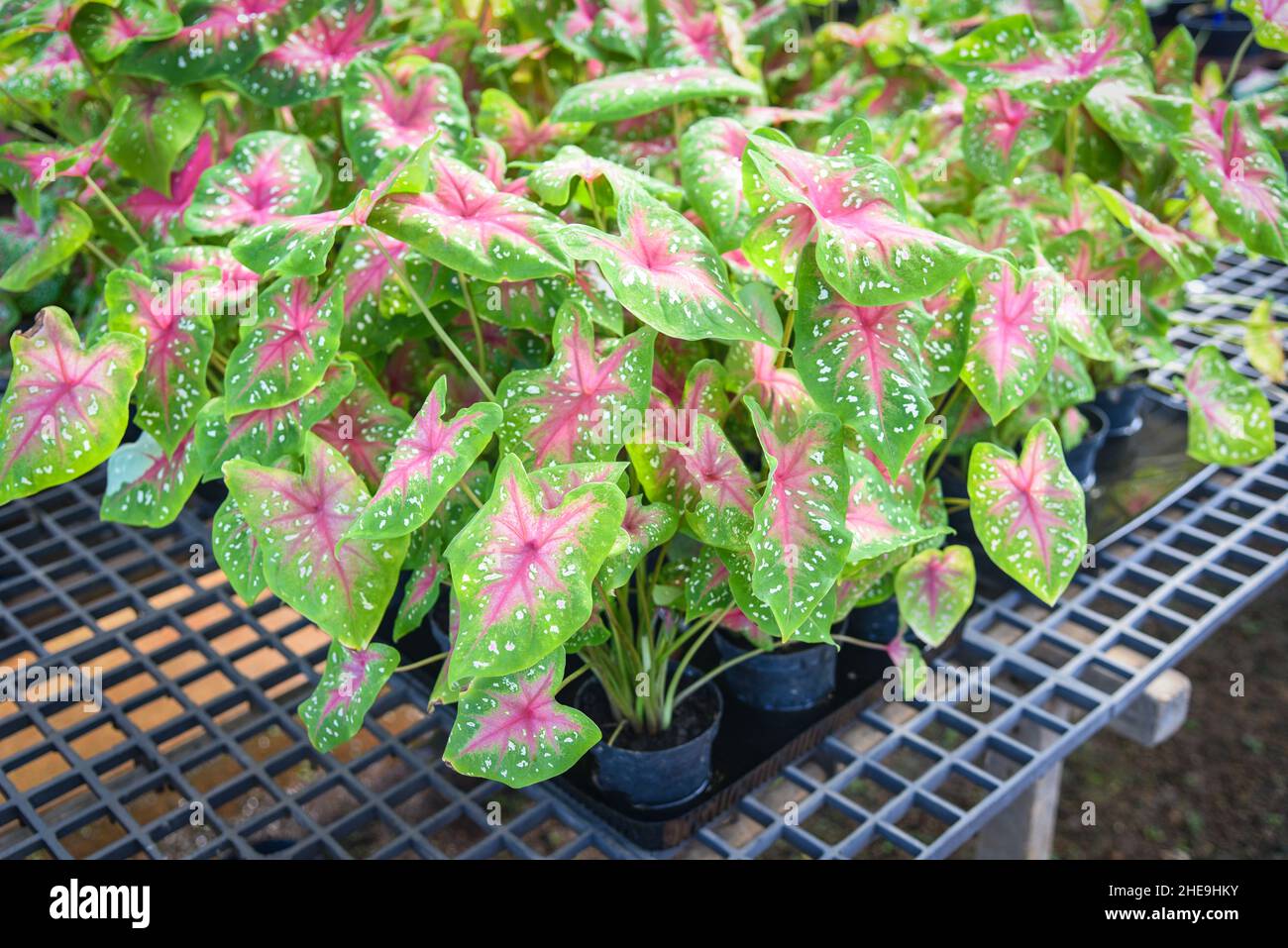 Caladium pianta bicolore foglia, foglie colorate in vaso pianta ornamentale nel giardino vari tipi regina delle piante foglia, foglie macchiate Aglaonema Re Foto Stock