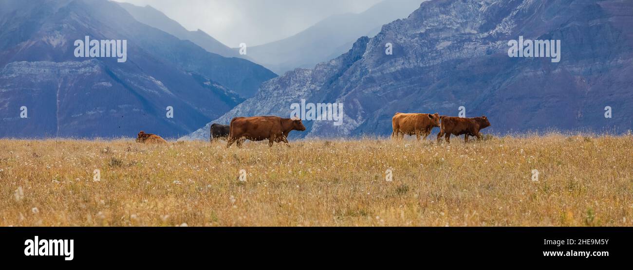 Mucche brune che pascolo su un pascolo in montagna in Canada. Paesaggio autunnale con mucche pascolo su pascoli di montagna. Nessuna gente, fuoco selettivo, Foto Stock