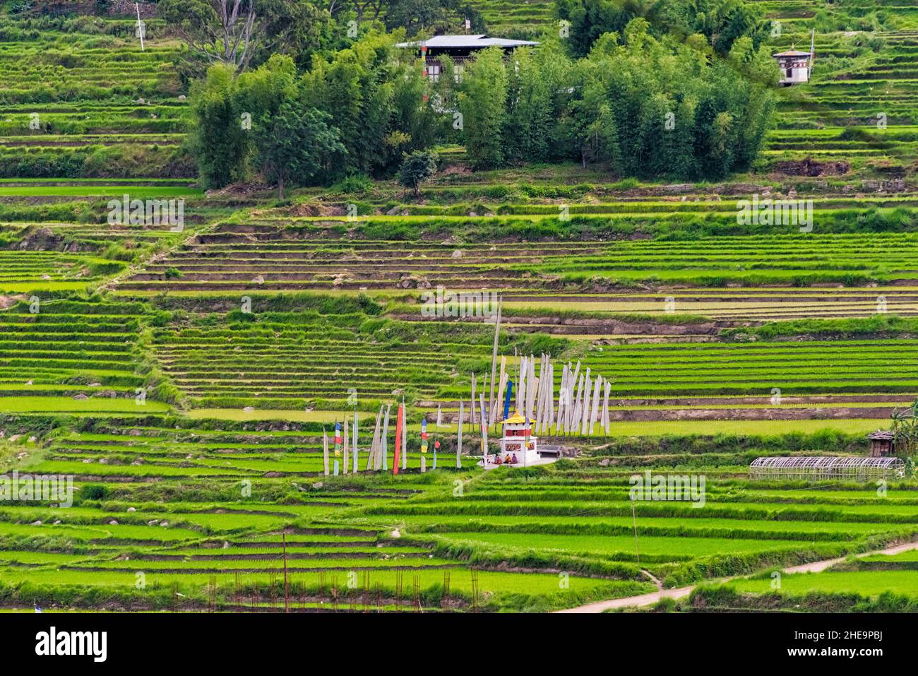 Chorten e bandiere di preghiera sul risone in Himalaya, Punakha, Bhutan Foto Stock