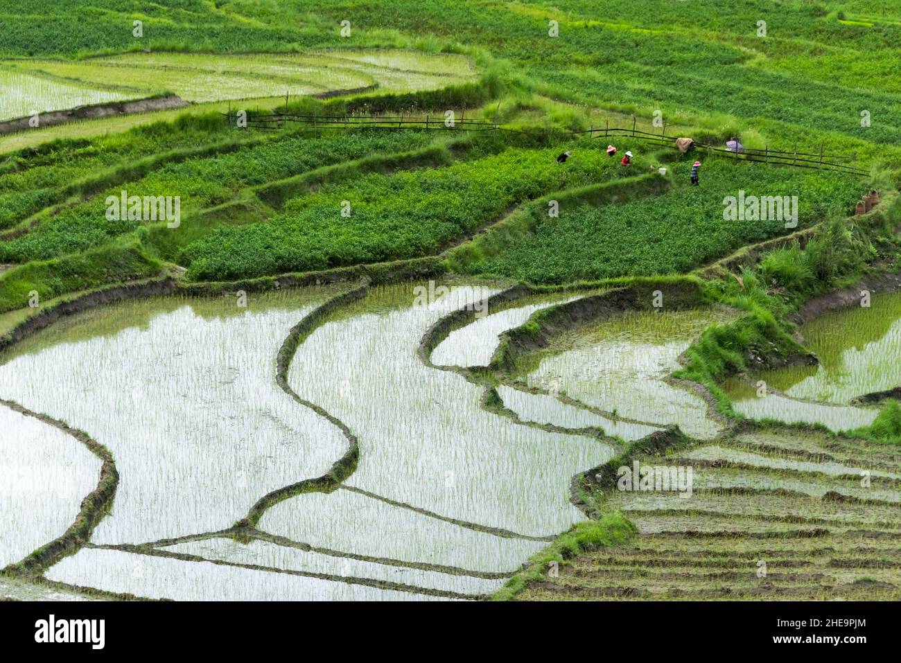 Agricoltori che lavorano su risaie, Punakha, Bhutan Foto Stock
