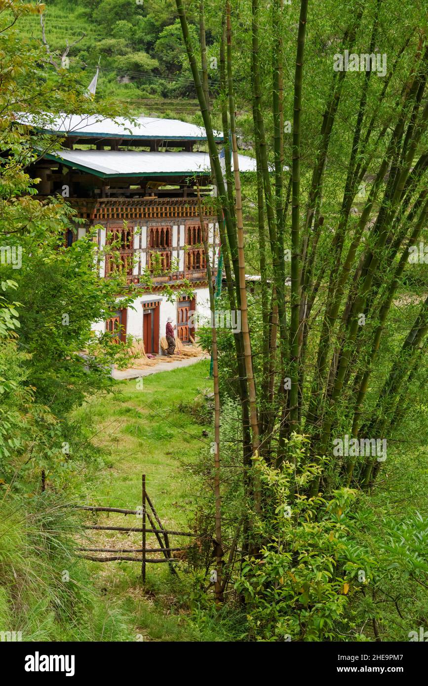 Casa villaggio con boschetto di bambù, Punakha, Bhutan Foto Stock