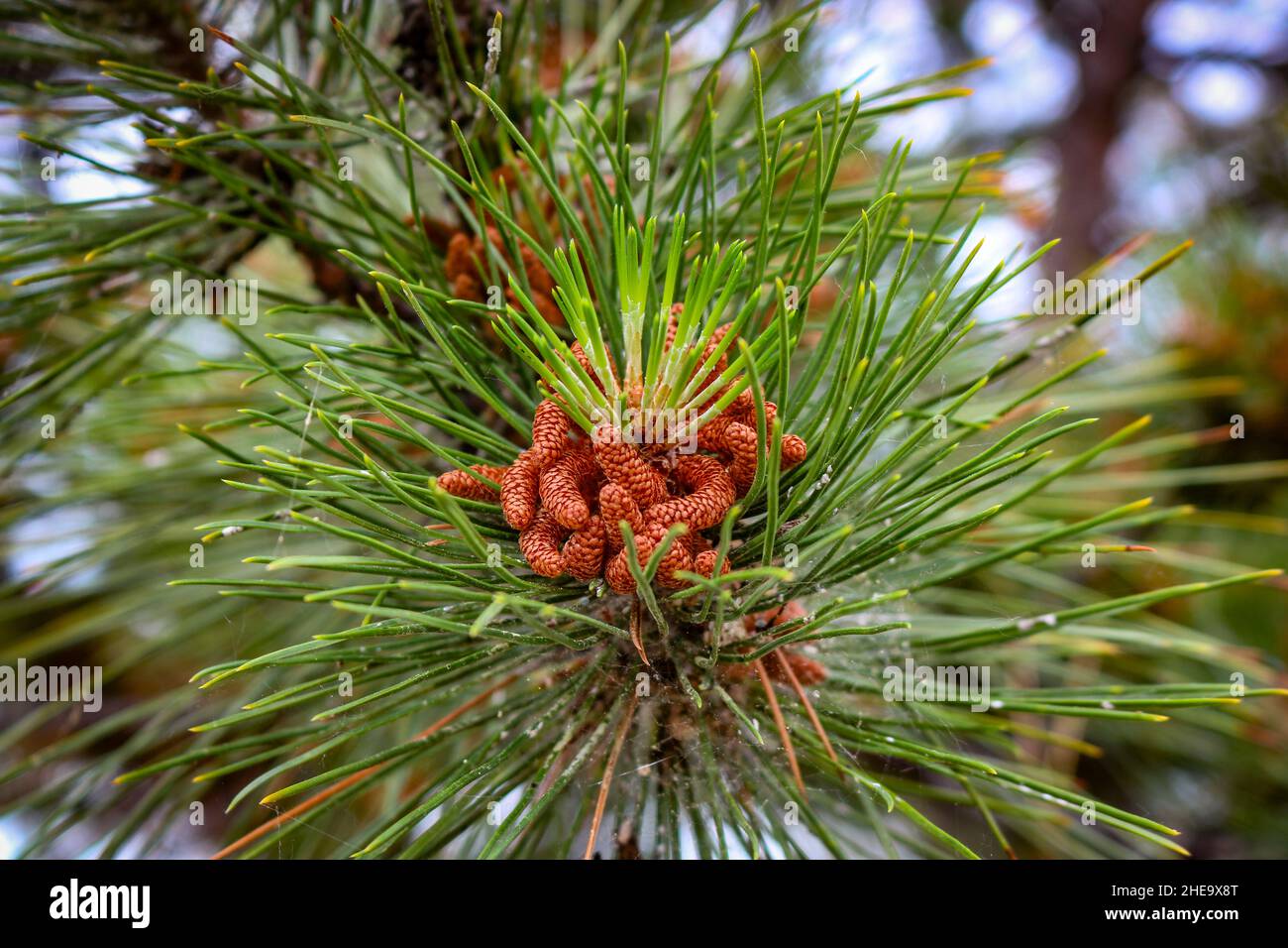 Coni maschi pino nero europeo (Pinus nigra) primo piano. Foto Stock
