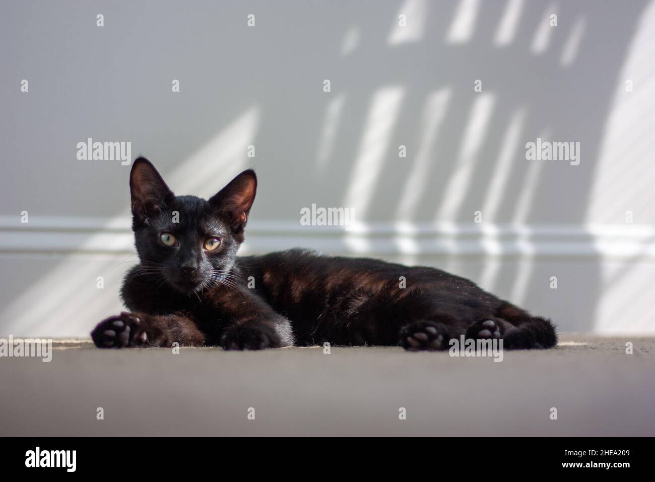Gatto domestico marrone scuro carino con le orecchie affilate lunghe che giacciono sul pavimento a casa sotto la luce del sole Foto Stock