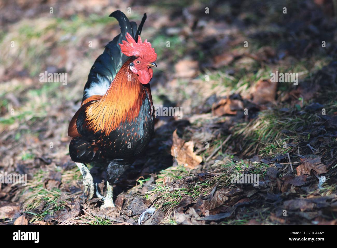 Una gallina in una gabbia di pollo in famiglia nel nord Italia Foto Stock