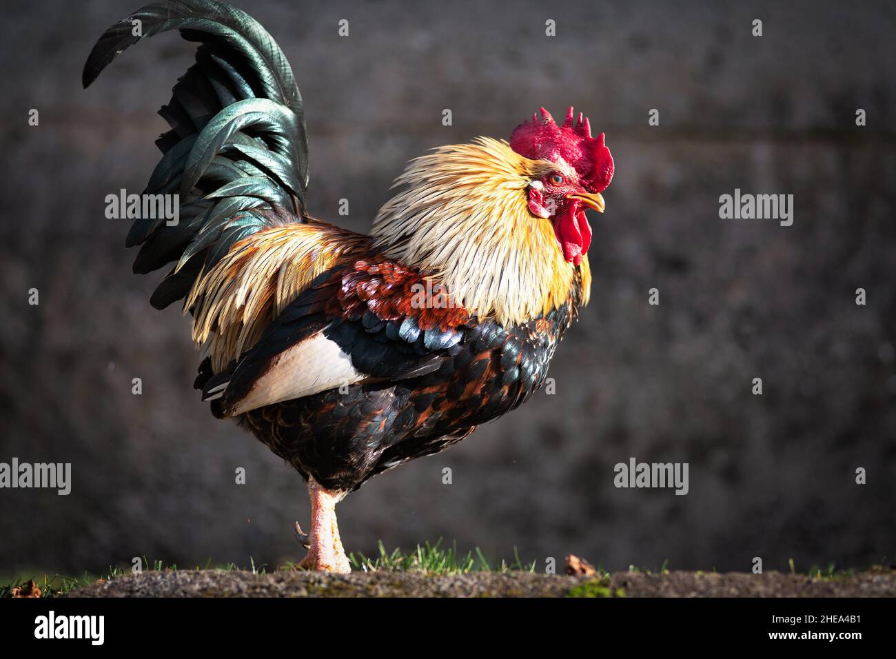 Una gallina colorata in una cooperativa di pollo nell'Italia settentrionale Foto Stock