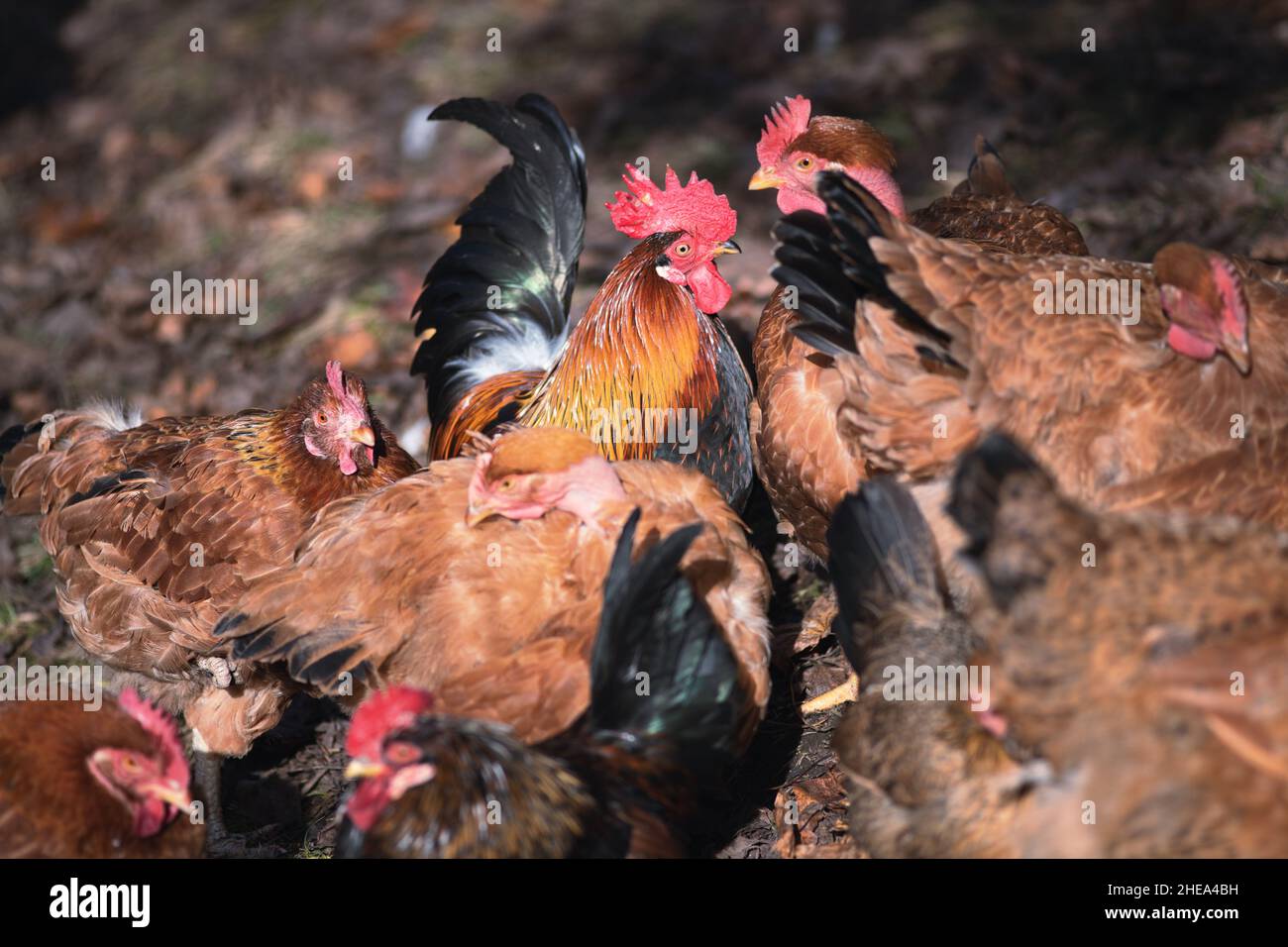 Alcune galline in una coop di pollo in famiglia nel nord Italia Foto Stock