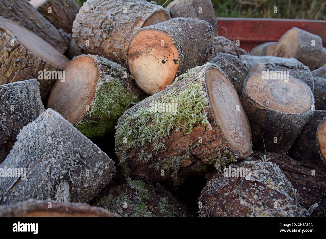 Una grande pila di tronchi ricoperti di gelo in un rimorchio agricolo in attesa di stoccaggio per la stagionatura, novembre 2021 Foto Stock