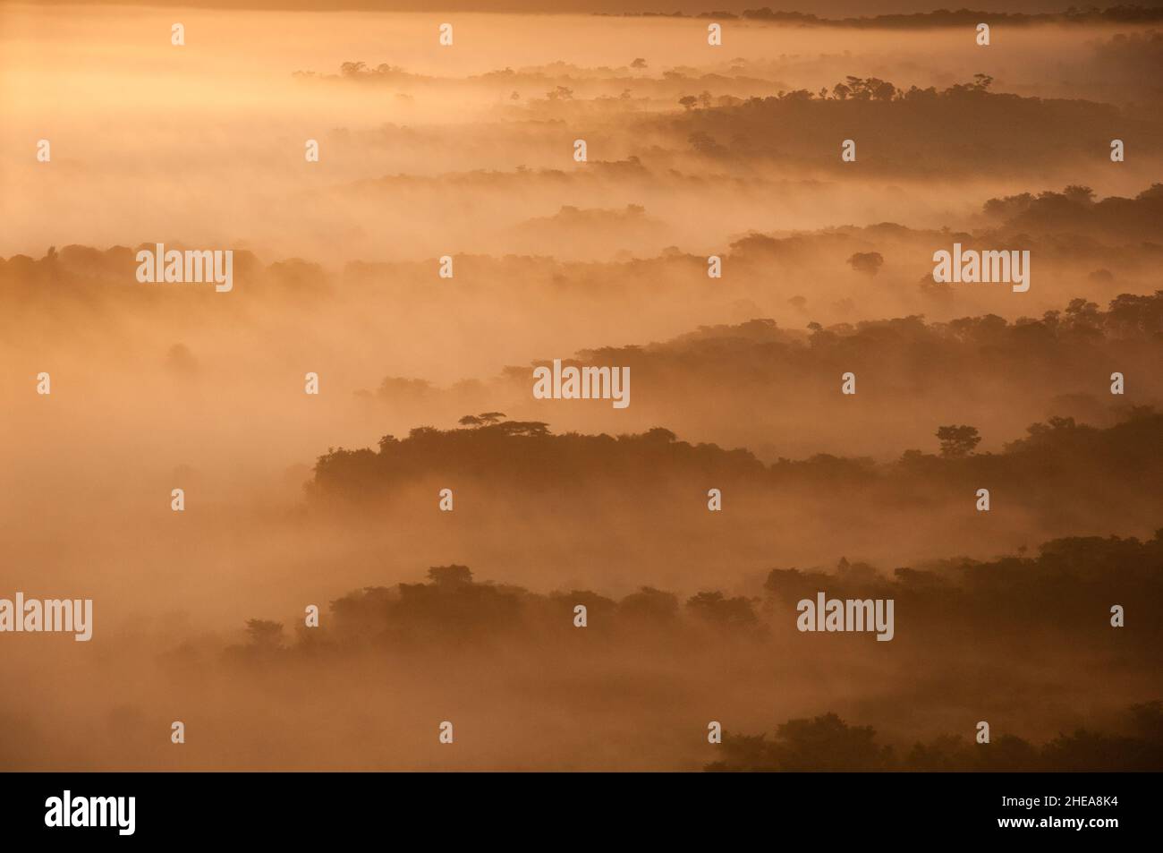 Nebbia al mattino presto, Mozambico centrale. Foto Stock