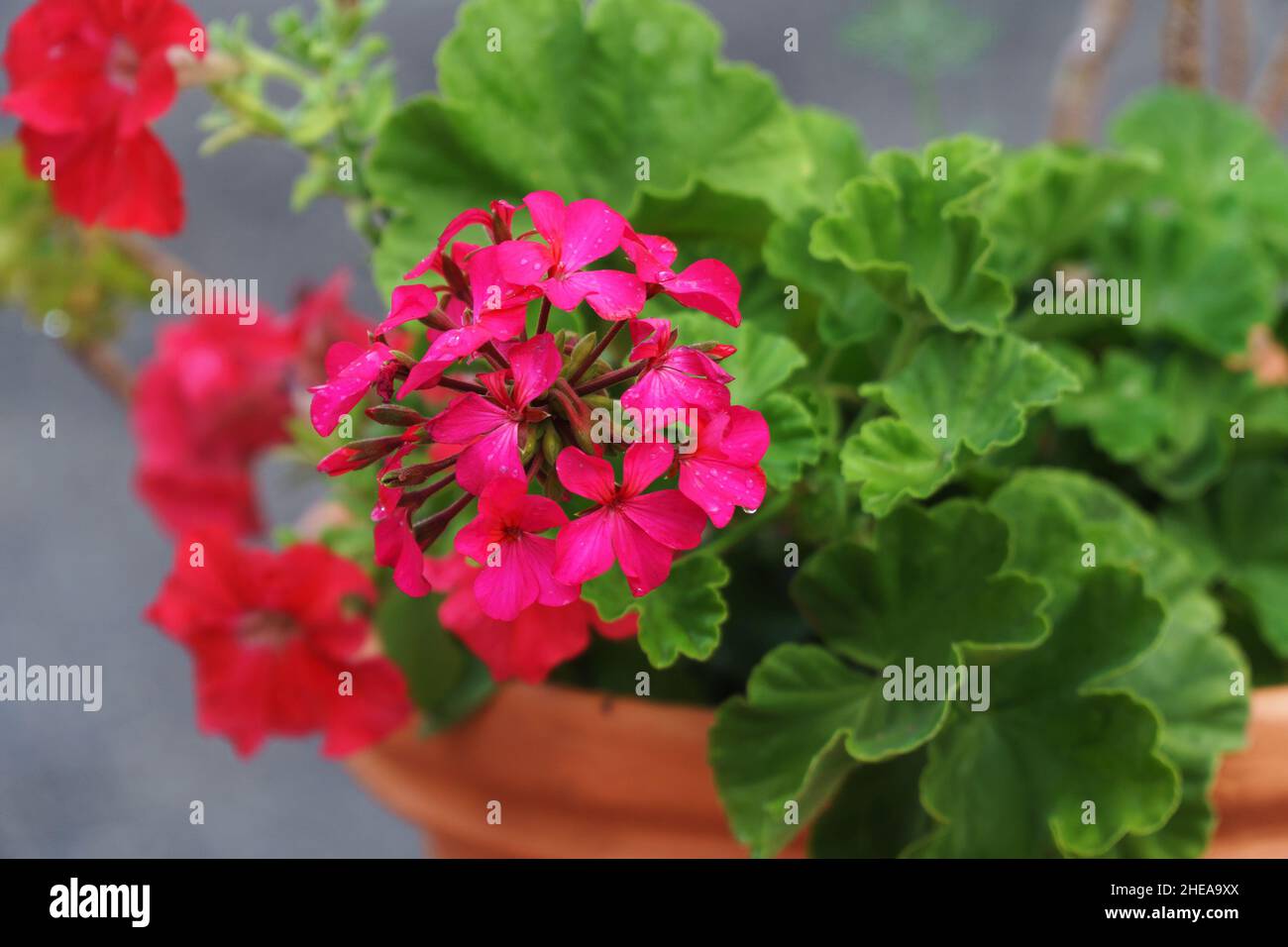 Fiori di geranio rosso in una pentola di fiori Foto Stock