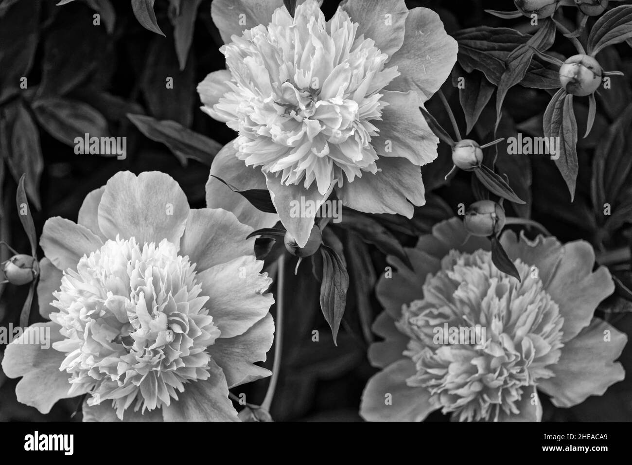 Peonia (lat. Paeónia) - genere di piante erbacee perenni. Il solo genere della famiglia peonia (Paeoniaceae). Fiori da Giardino Foto Stock