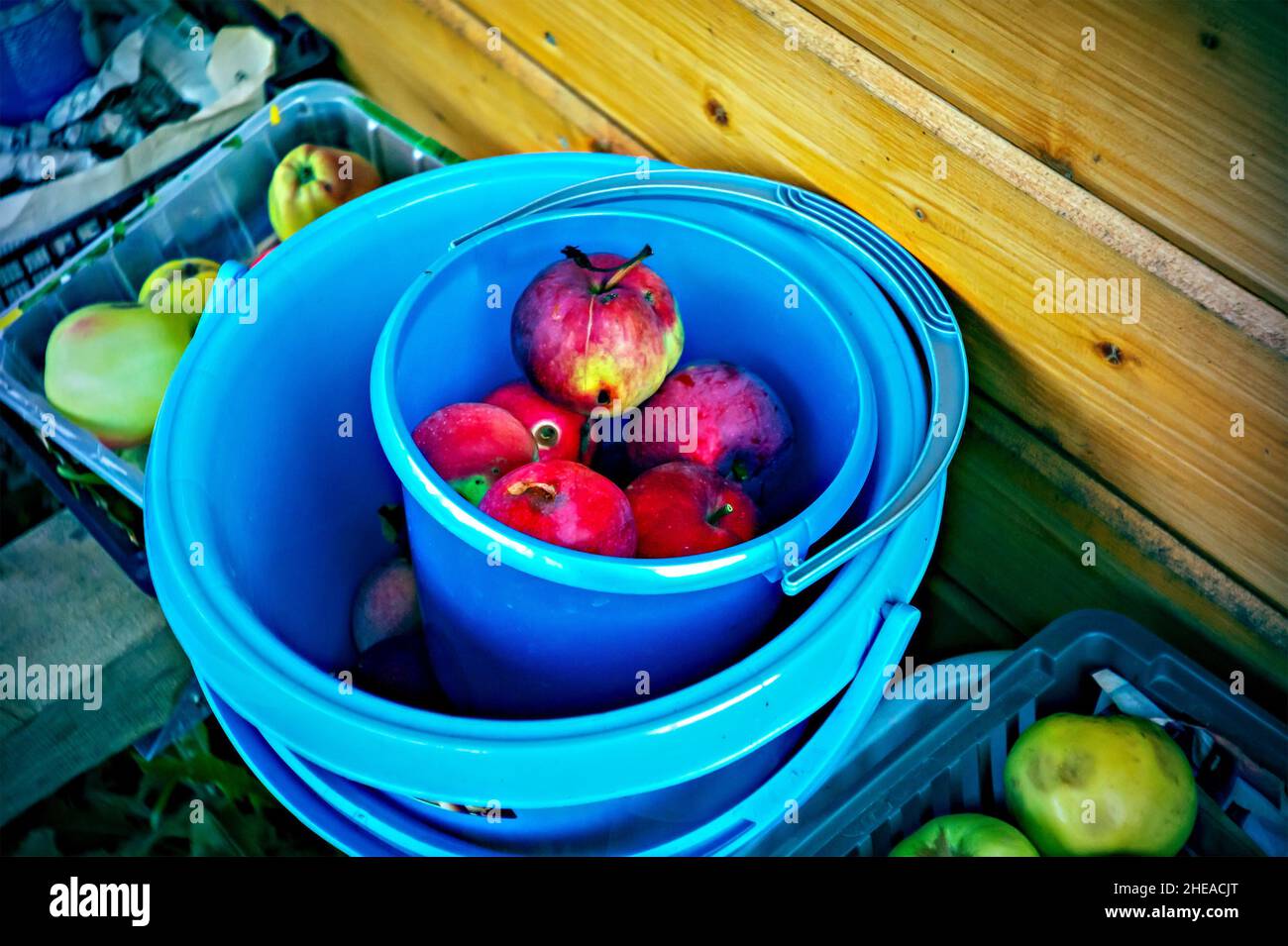 raccolta di mele sul tavolo nel villaggio, in estate Foto Stock