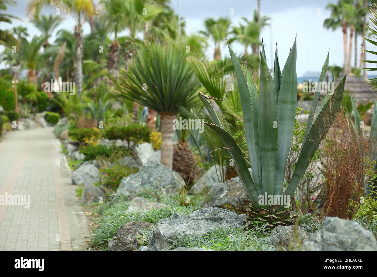 Bella esotica Foto Stock