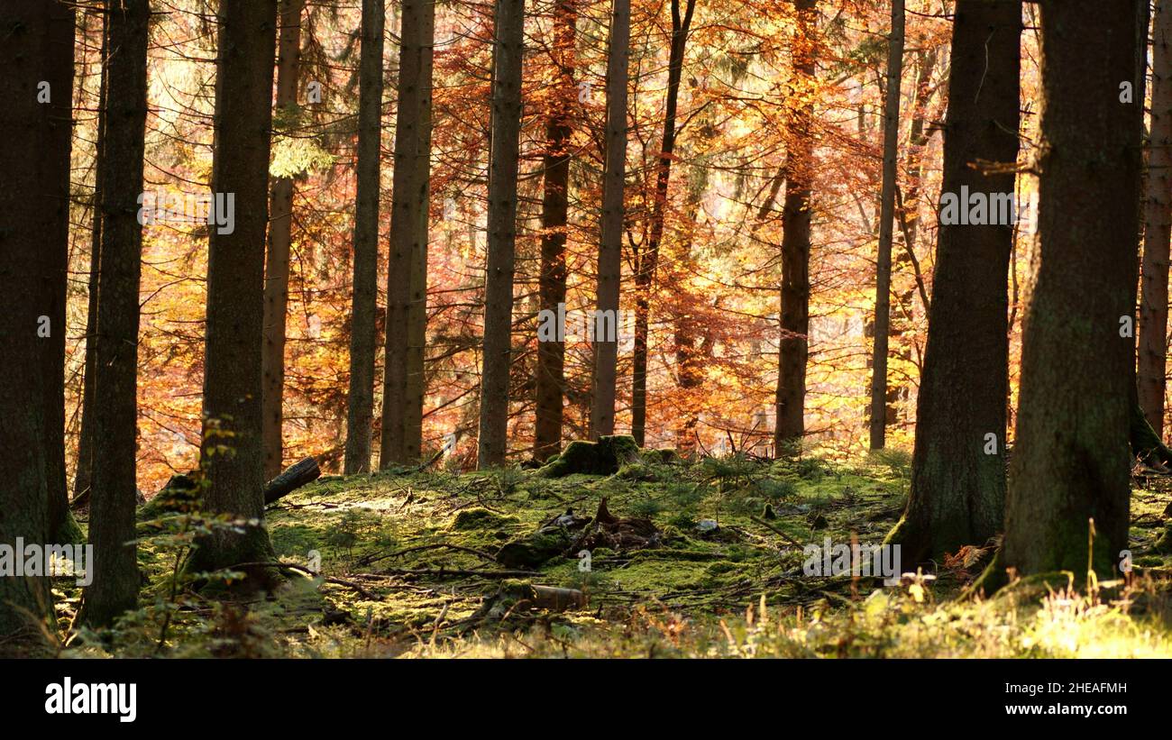 Mezzo della foresta di autunno. Il sole splende attraverso foglie colorate. Foto Stock