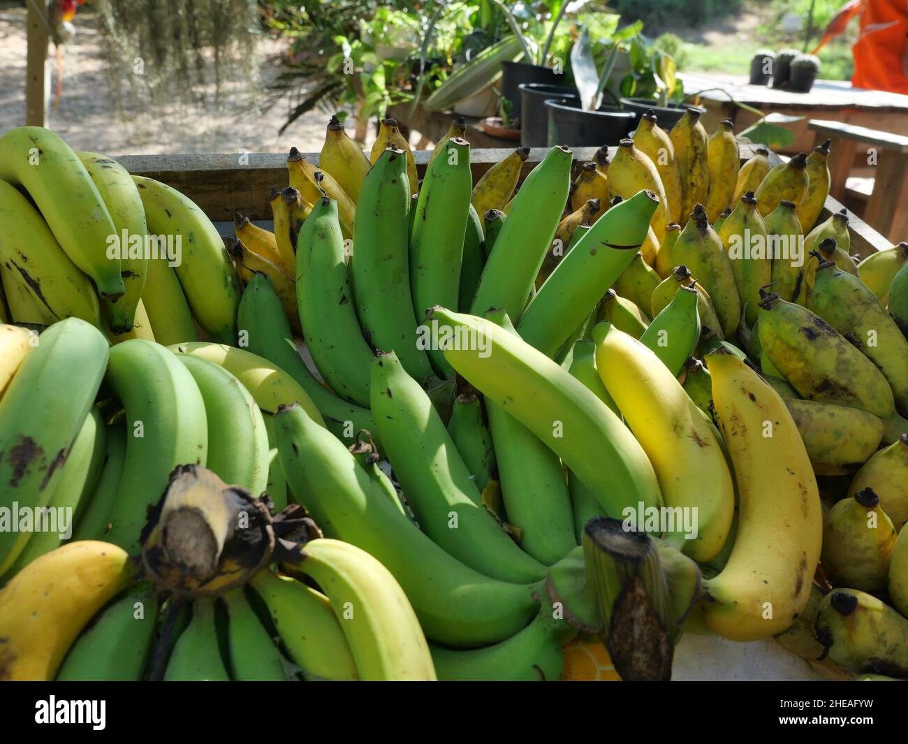 Gruppo di Cavendish Banana (sottogruppo Musa Acuminata Cavendish) nel mercato, la pelle di frutti tropicali è verde e giallo, Thailandia Foto Stock