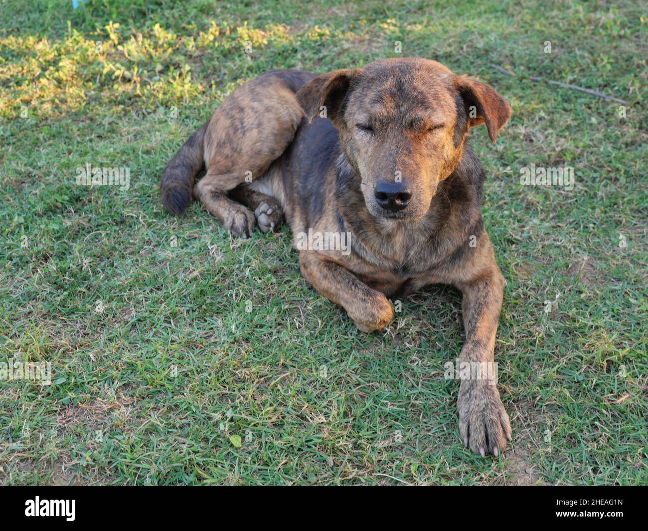 Marrone scuro cucciolo carino poggiante sul prato verde, cane su terra erba, il comportamento degli animali domestici Foto Stock