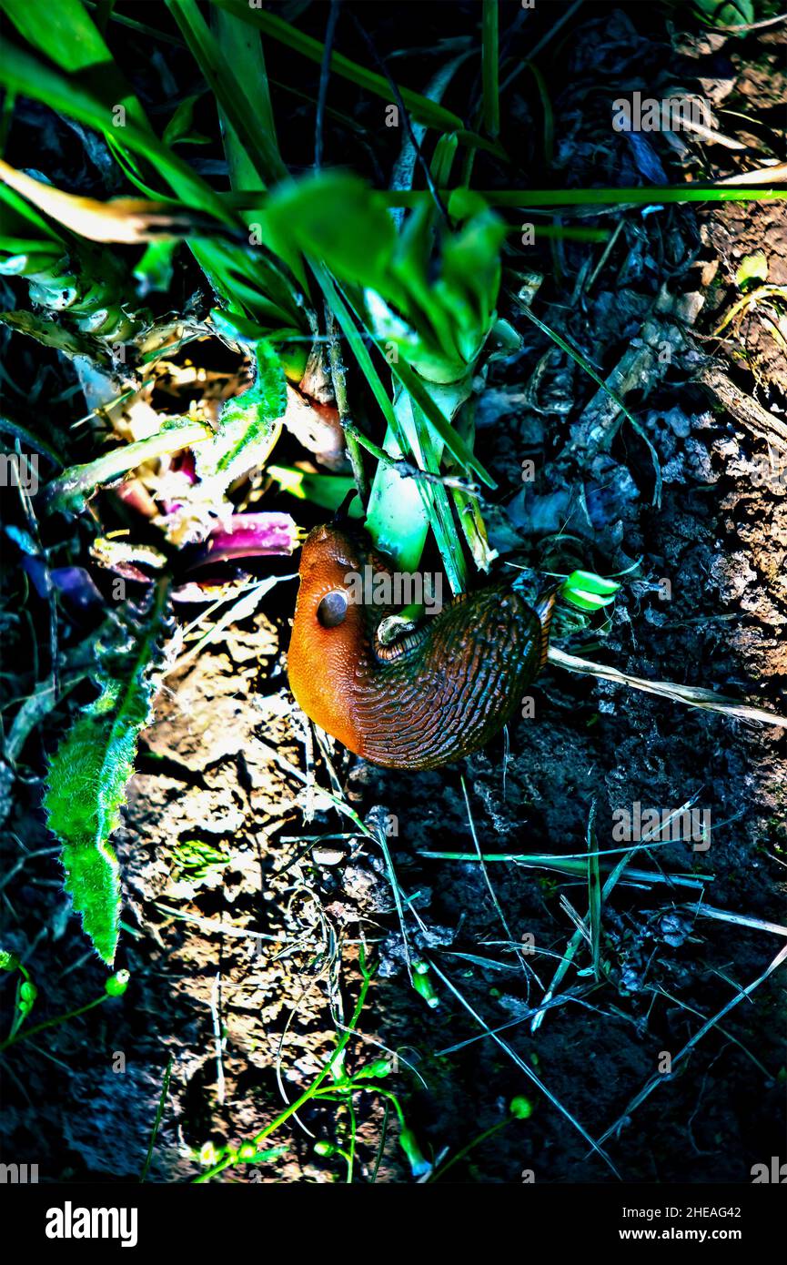 grande abbraccio a terra nel giardino, lomography Foto Stock