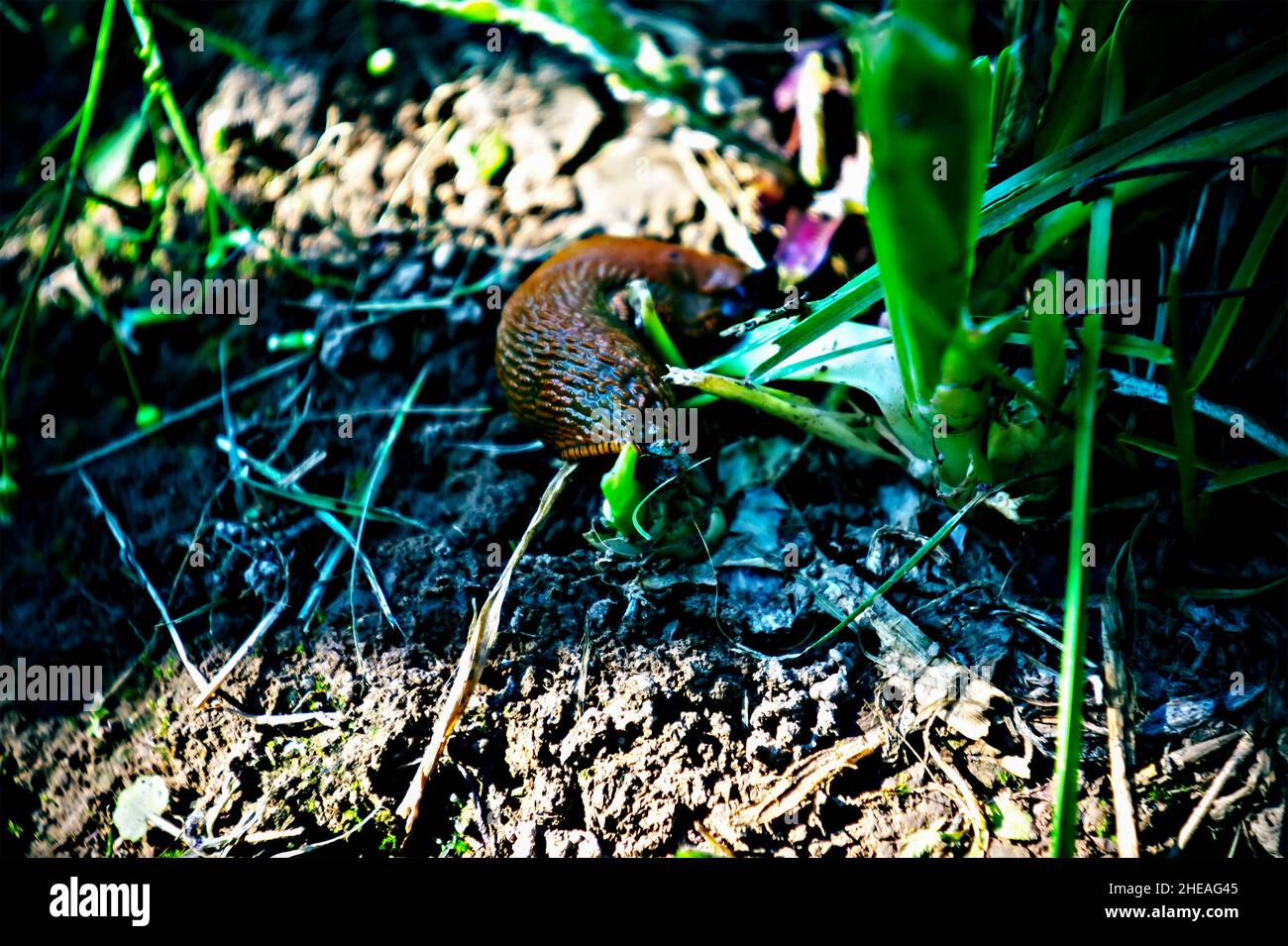 grande abbraccio a terra nel giardino, lomography Foto Stock