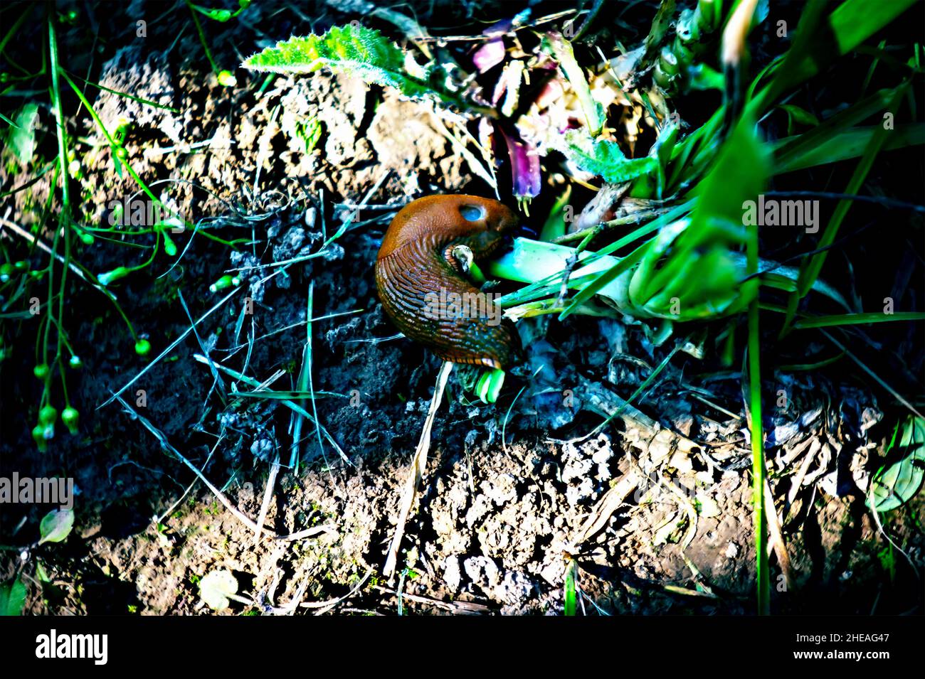 grande abbraccio a terra nel giardino, lomography Foto Stock