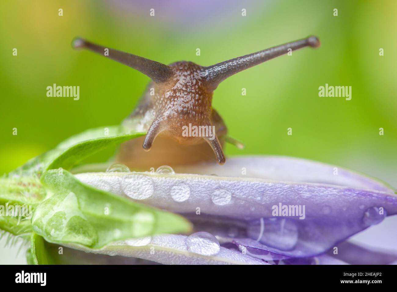 Lumaca giardino su petalo viola Campanula fiore guardando la fotocamera Foto Stock