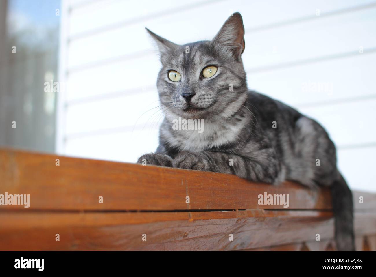 Il gatto a righe, una croce tra una razza di sgombri di tabby, giace su una panca di legno su uno sfondo di bianco siding Foto Stock