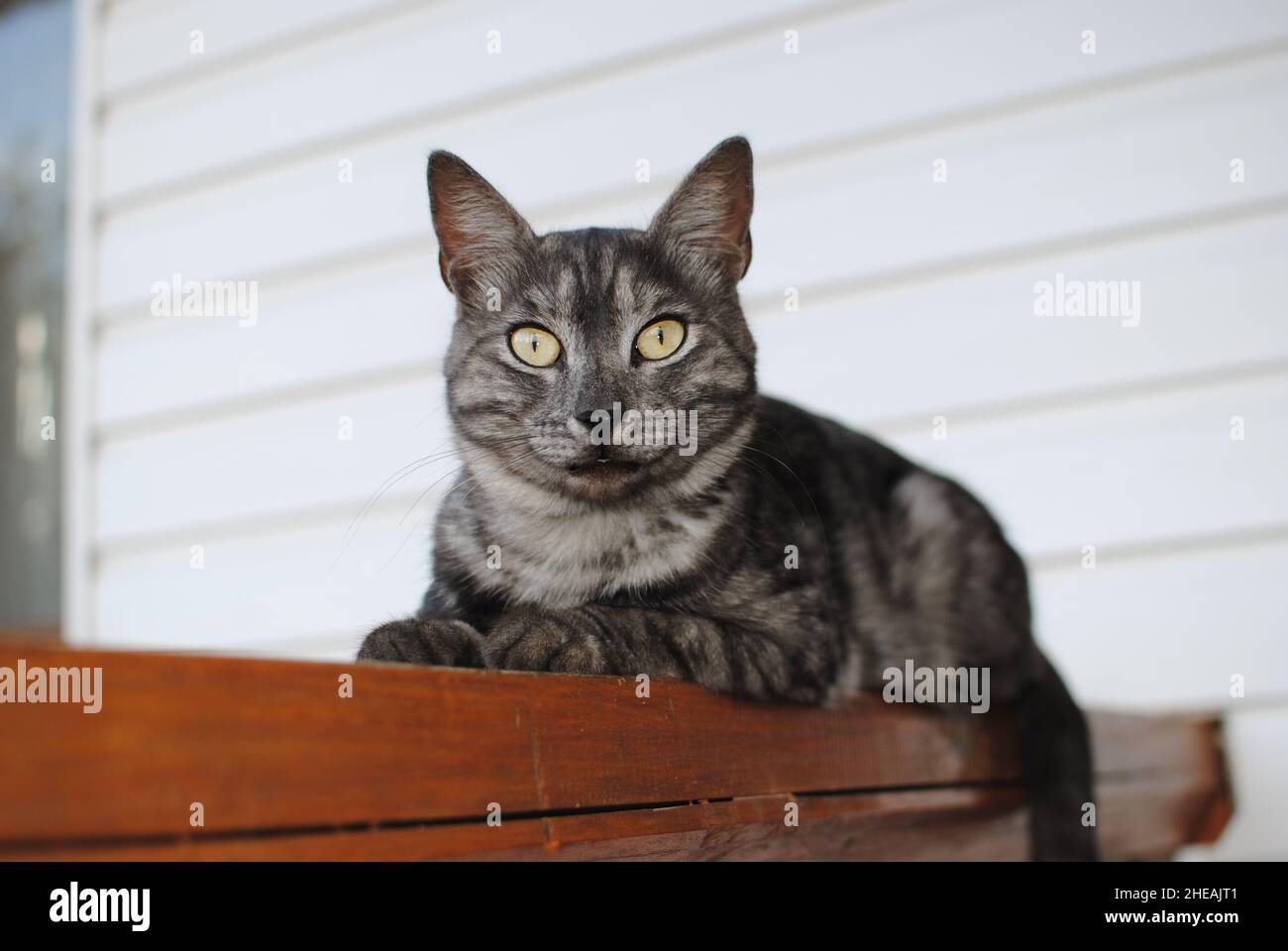 Il gatto a righe, una croce tra una razza di sgombri di tabby, giace su una panca di legno su uno sfondo di bianco siding Foto Stock