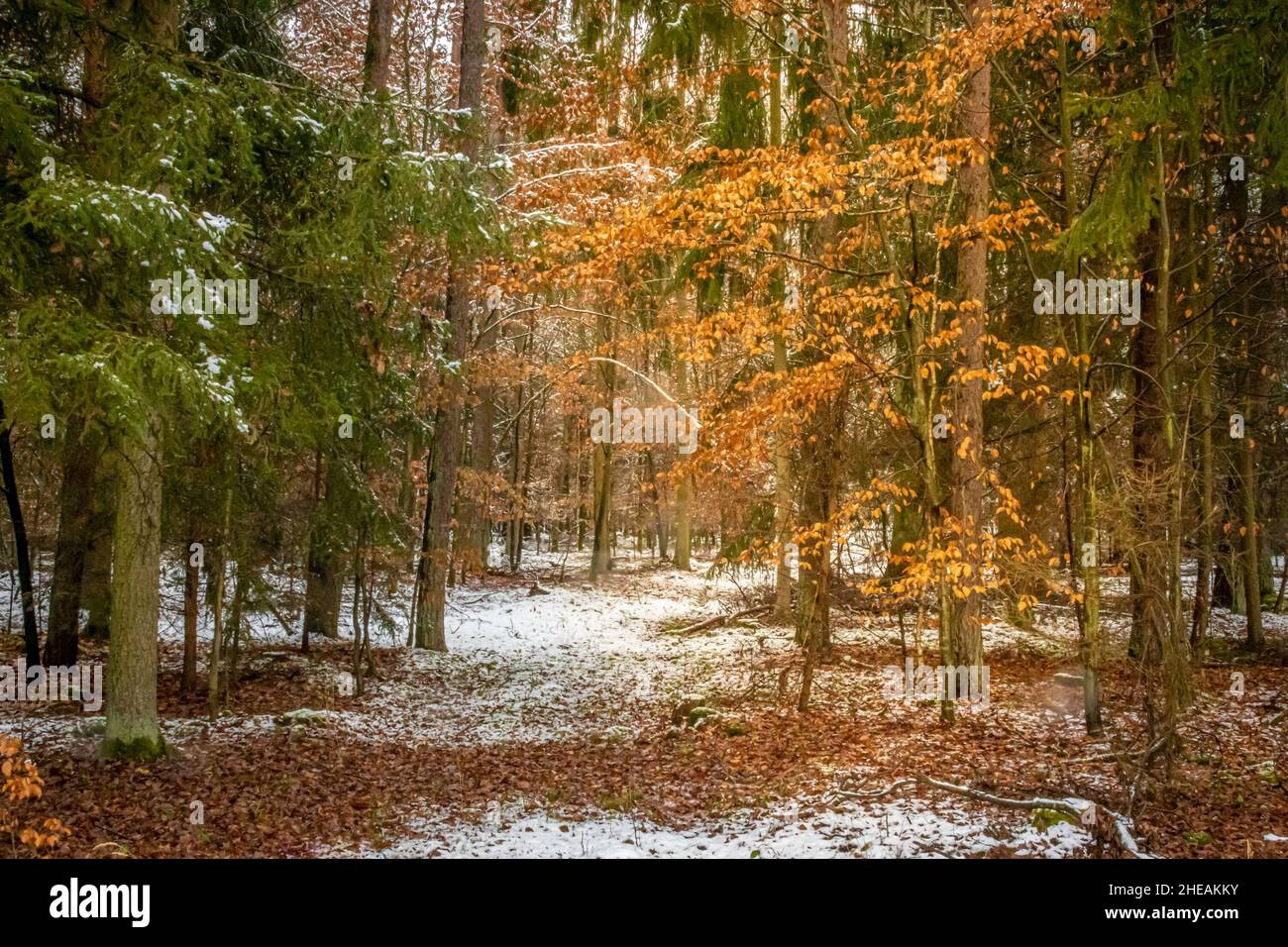 foresta coperta di neve con foglie colorate Foto Stock