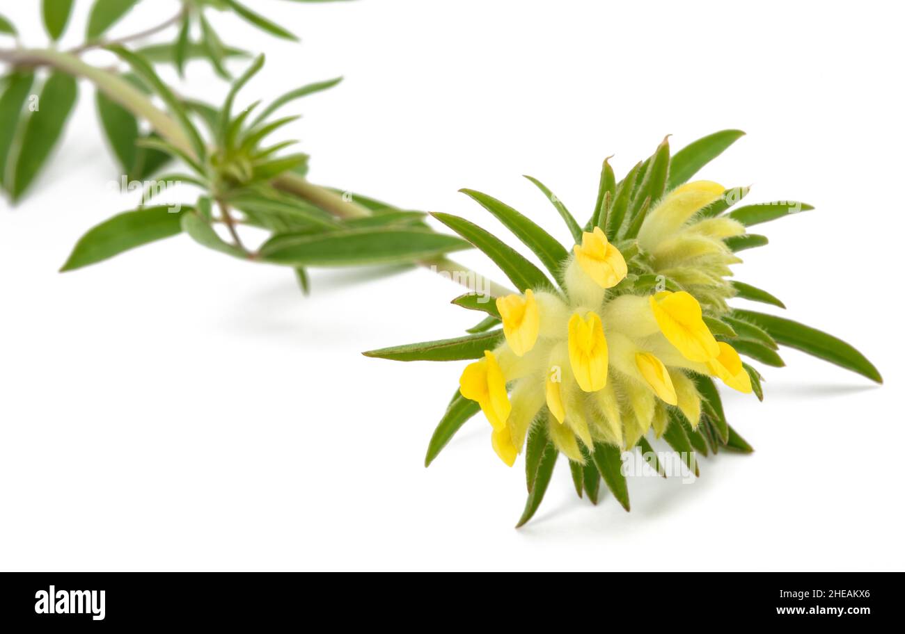 Antyllis Vulneraria fiore isolato su sfondo bianco Foto Stock