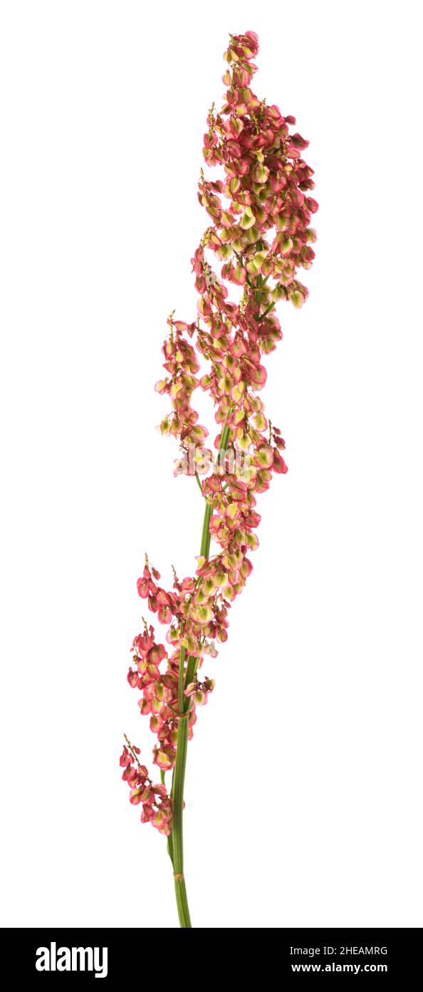 L'acetosa comune fiori isolati su sfondo bianco Foto Stock