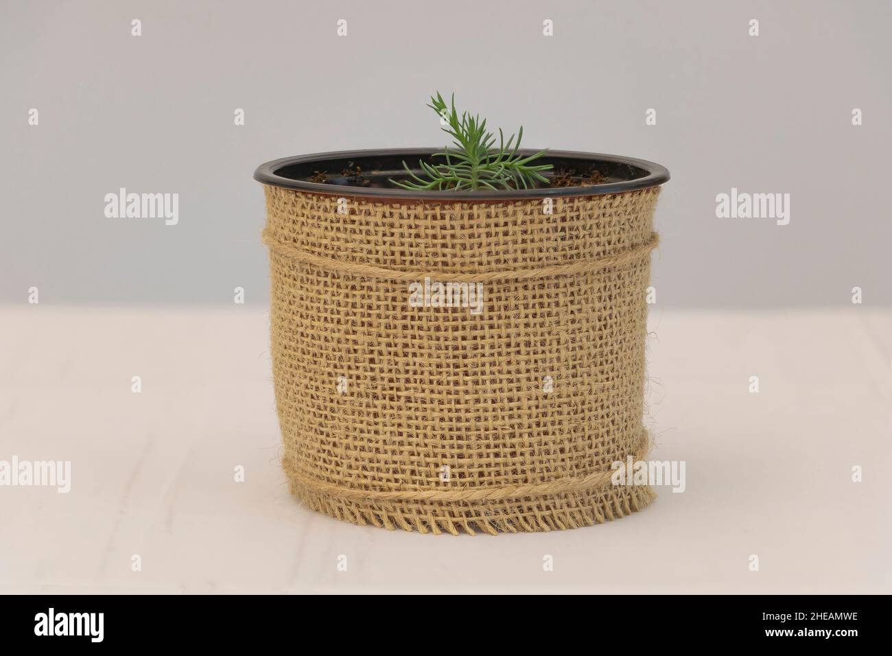 Un albero di Sequoia giovane nel piccolo vaso che è cresciuto da seme. Concetto per albero crescente di Sequoia. Foto Stock