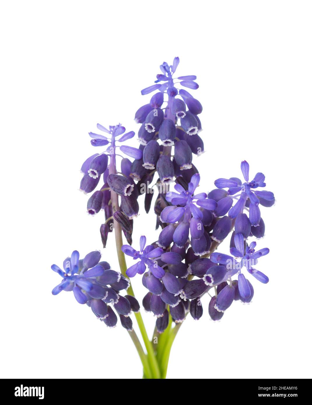 Piccolo mazzo di Muscari isolato su sfondo bianco. Uva giacinto. Messa a fuoco selettiva. Foto Stock