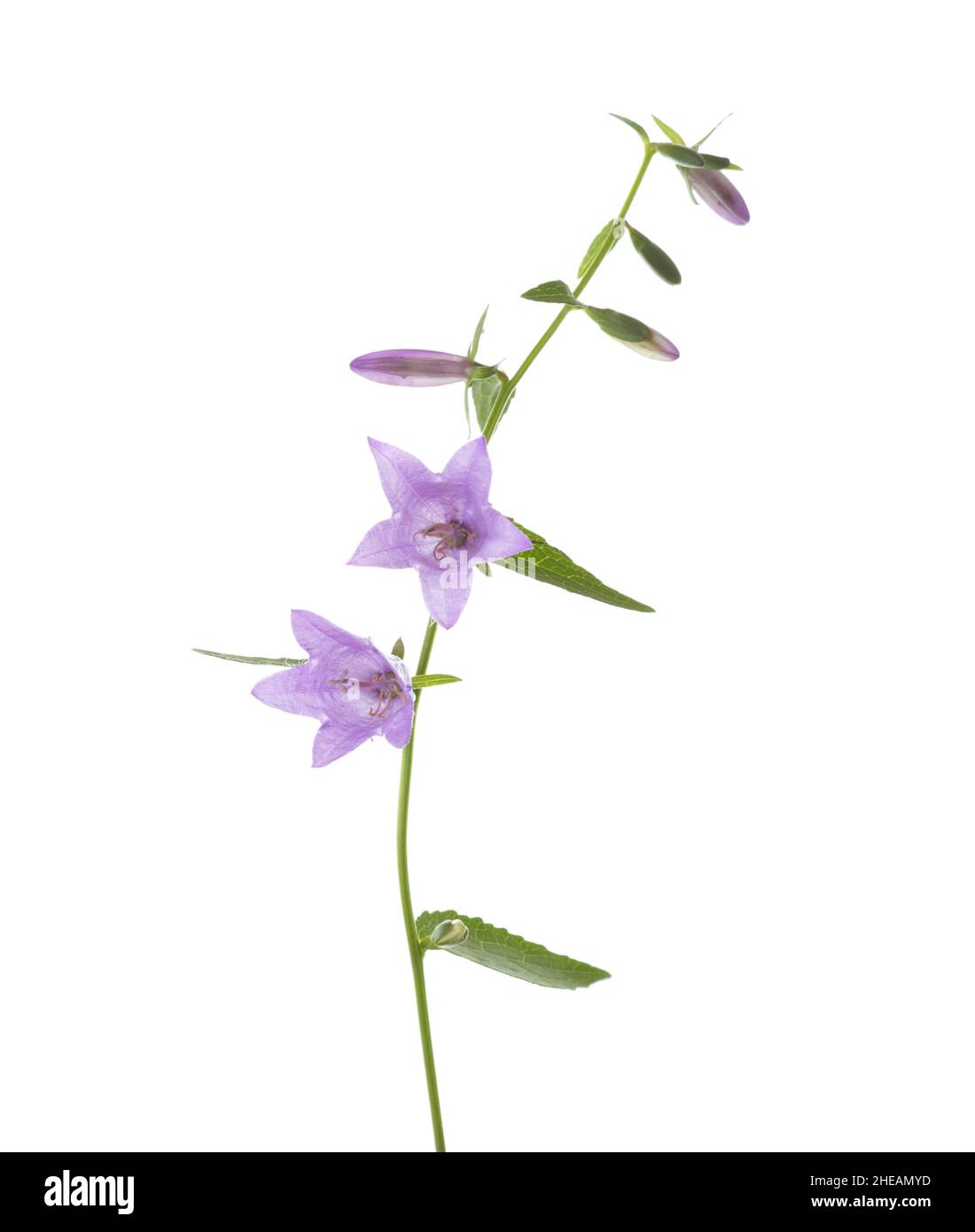 Lilla leggera Bellflowers isolato su sfondo bianco. Foto Stock