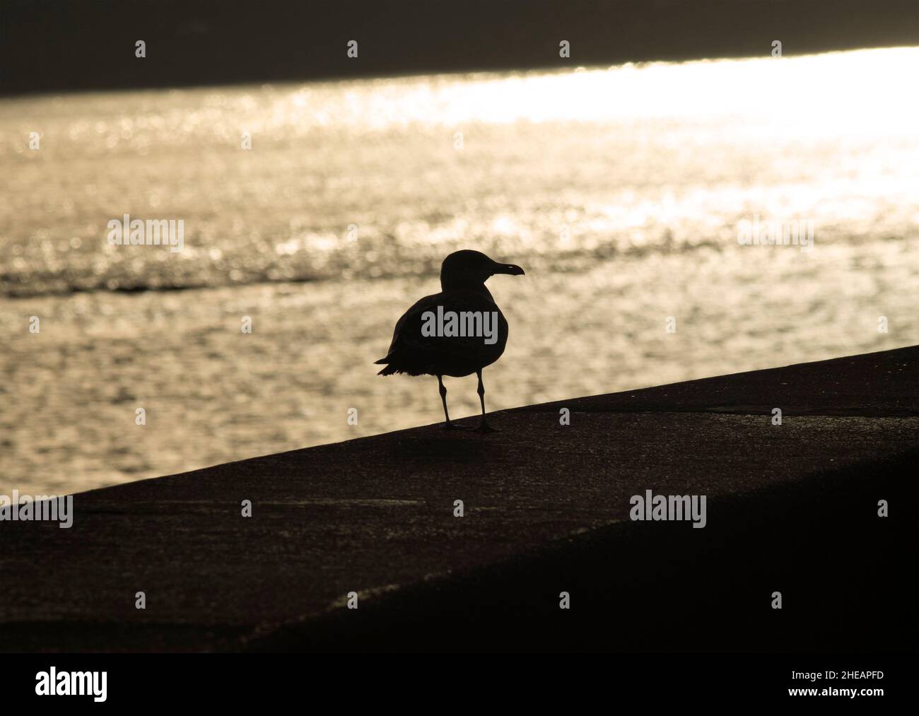 Il gabbiano dell'aringa giovanile è un marrone chiazzato fino al relativo primo muta in primavera. Ci vogliono diversi anni prima che appaia il piumaggio adulto pieno e intelligente Foto Stock