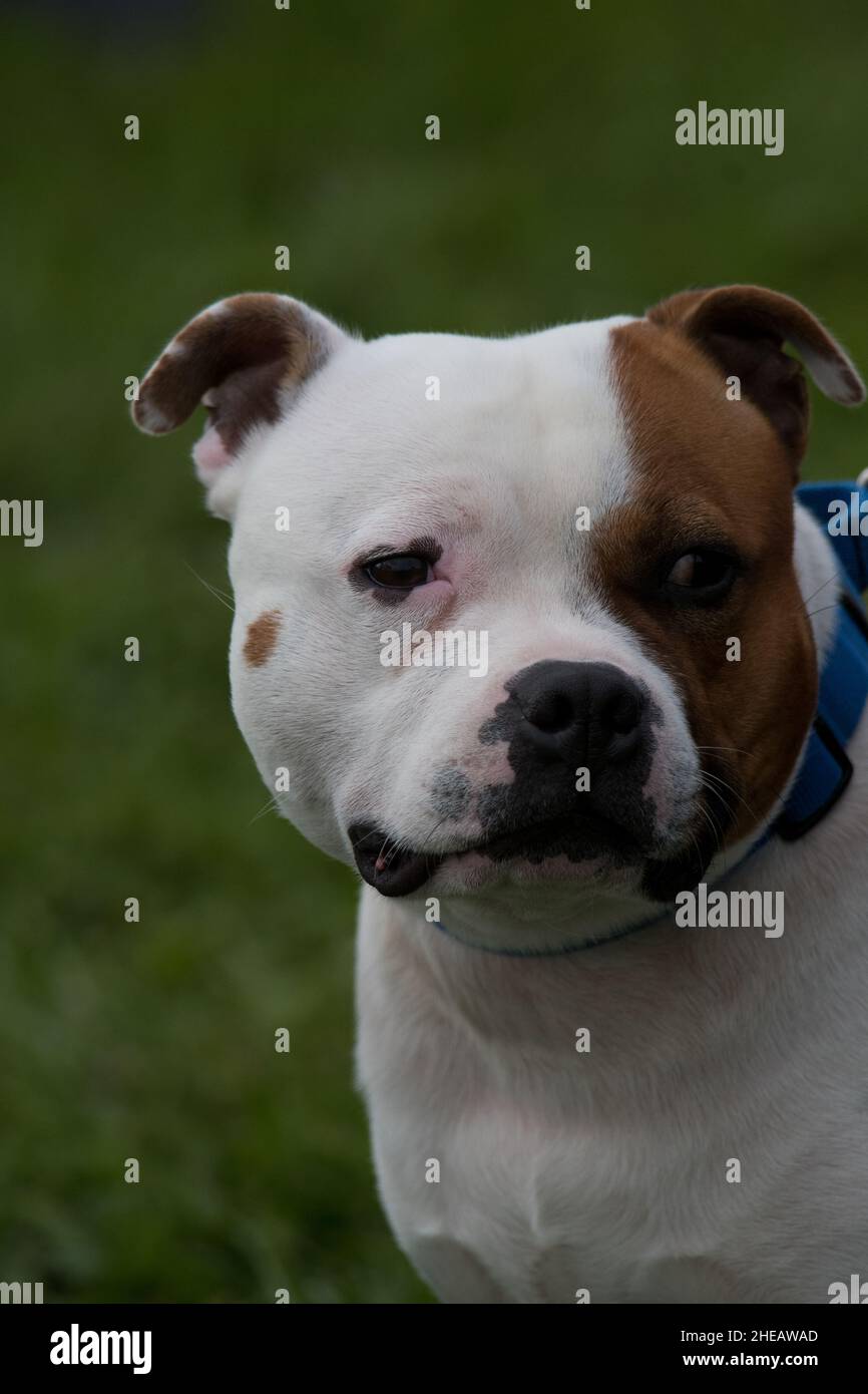 American Staffordshire Terrier ritratto Foto Stock