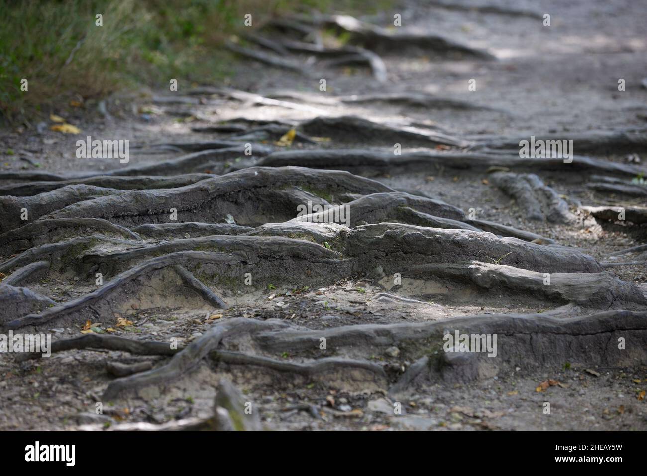 Radici di albero visto crescere in un modello sulla superficie. Foto Stock