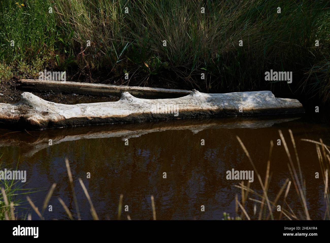 Tronco di albero visto in uno stagno all'aperto. Foto Stock